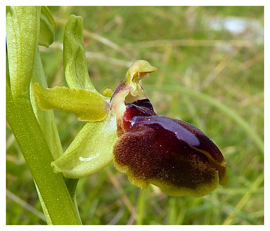 Ophrys Araneola....?????